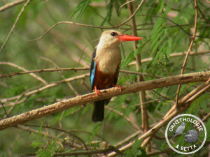 ../images/ornitho/galerie/burkina/H_leucocephala.jpg