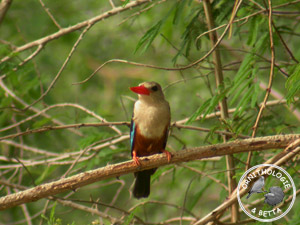../images/ornitho/galerie/burkina/H_leucocephala02.jpg