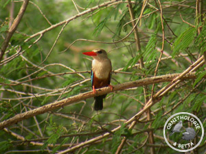 ../images/ornitho/galerie/burkina/H_leucocephala03.jpg