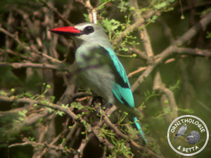 ../images/ornitho/galerie/burkina/H_senegalensis.jpg
