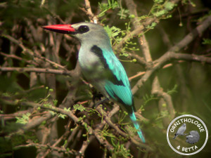 ../images/ornitho/galerie/burkina/H_senegalensis02.jpg