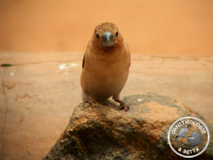 ../images/ornitho/galerie/burkina/L_cantans.jpg