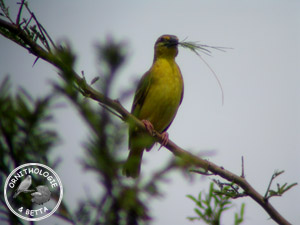 ../images/ornitho/galerie/burkina/P_cucculatus04.jpg