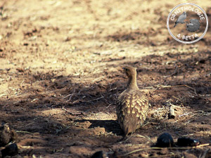 ../images/ornitho/galerie/burkina/P_exustus04.jpg