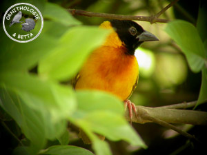 ../images/ornitho/galerie/burkina/P_melanocephalus02.jpg