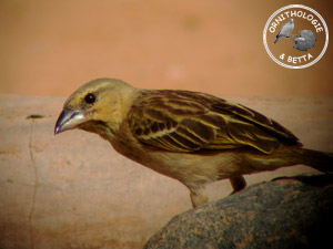 ../images/ornitho/galerie/burkina/P_velatus.jpg