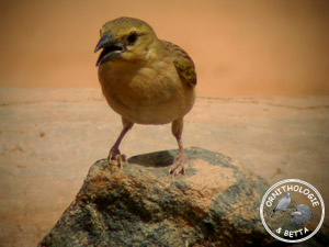 ../images/ornitho/galerie/burkina/P_velatus02.jpg