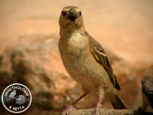 ../images/ornitho/galerie/burkina/P_velatus04.jpg