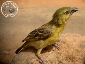../images/ornitho/galerie/burkina/P_velatus05.jpg