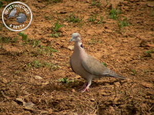 ../images/ornitho/galerie/burkina/S_decipiens.jpg