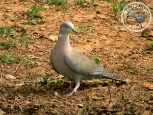 ../images/ornitho/galerie/burkina/S_decipiens02.jpg