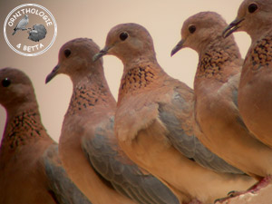 ../images/ornitho/galerie/burkina/S_senegalensis.jpg