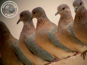 ../images/ornitho/galerie/burkina/S_senegalensis02.jpg