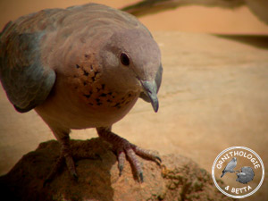 ../images/ornitho/galerie/burkina/S_senegalensis03.jpg