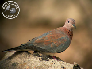 ../images/ornitho/galerie/burkina/S_senegalensis04.jpg