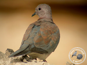 ../images/ornitho/galerie/burkina/S_senegalensis05.jpg
