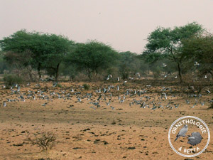 ../images/ornitho/galerie/burkina/S_turtur03.jpg