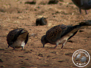 ../images/ornitho/galerie/burkina/S_turtur05.jpg