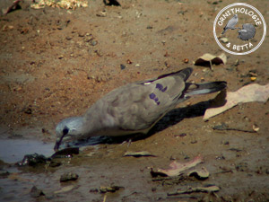 ../images/ornitho/galerie/burkina/T_abyssinicus.jpg