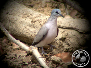 ../images/ornitho/galerie/burkina/T_abyssinicus02.jpg