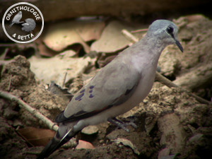 ../images/ornitho/galerie/burkina/T_abyssinicus03.jpg