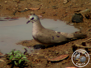 ../images/ornitho/galerie/burkina/T_abyssinicus04.jpg
