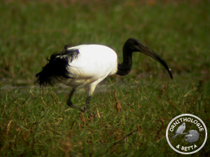 ../images/ornitho/galerie/burkina/T_aethiopicus.jpg