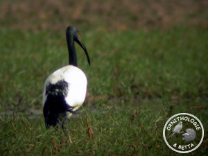../images/ornitho/galerie/burkina/T_aethiopicus02.jpg