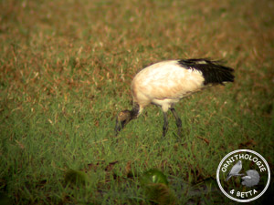 ../images/ornitho/galerie/burkina/T_aethiopicus03.jpg