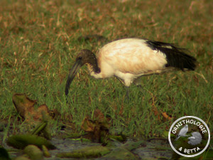 ../images/ornitho/galerie/burkina/T_aethiopicus04.jpg