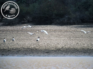 ../images/ornitho/galerie/burkina/T_aethiopicus05.jpg