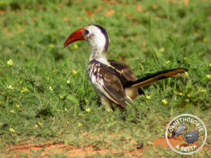 ../images/ornitho/galerie/burkina/T_erythrorhynchus.jpg