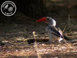 ../images/ornitho/galerie/burkina/T_erythrorhynchus02.jpg