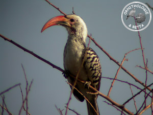 ../images/ornitho/galerie/burkina/T_erythrorhynchus03.jpg