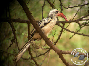 ../images/ornitho/galerie/burkina/T_erythrorhynchus04.jpg