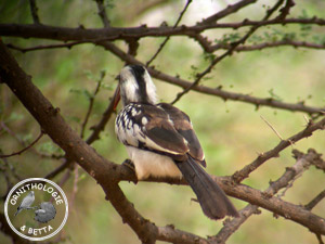 ../images/ornitho/galerie/burkina/T_erythrorhynchus05.jpg