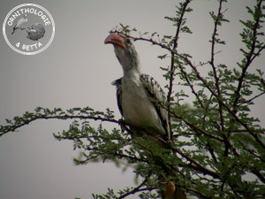 ../images/ornitho/galerie/burkina/T_erythrorhynchus06.jpg