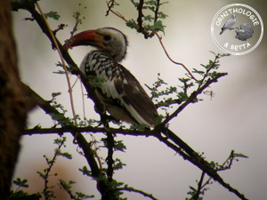 ../images/ornitho/galerie/burkina/T_erythrorhynchus07.jpg