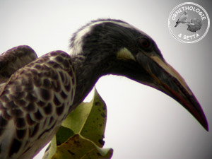 ../images/ornitho/galerie/burkina/T_nasutus.jpg