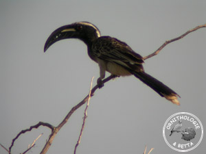 ../images/ornitho/galerie/burkina/T_nasutus02.jpg