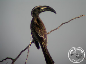../images/ornitho/galerie/burkina/T_nasutus03.jpg