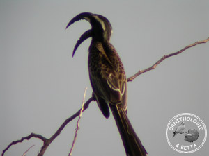 ../images/ornitho/galerie/burkina/T_nasutus04.jpg
