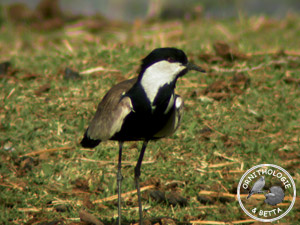../images/ornitho/galerie/burkina/V_spinosus.jpg