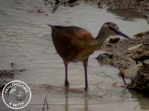 ../images/ornitho/galerie/burkina/actophilornis_africana.jpg