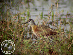 ../images/ornitho/galerie/burkina/actophilornis_africana02.jpg